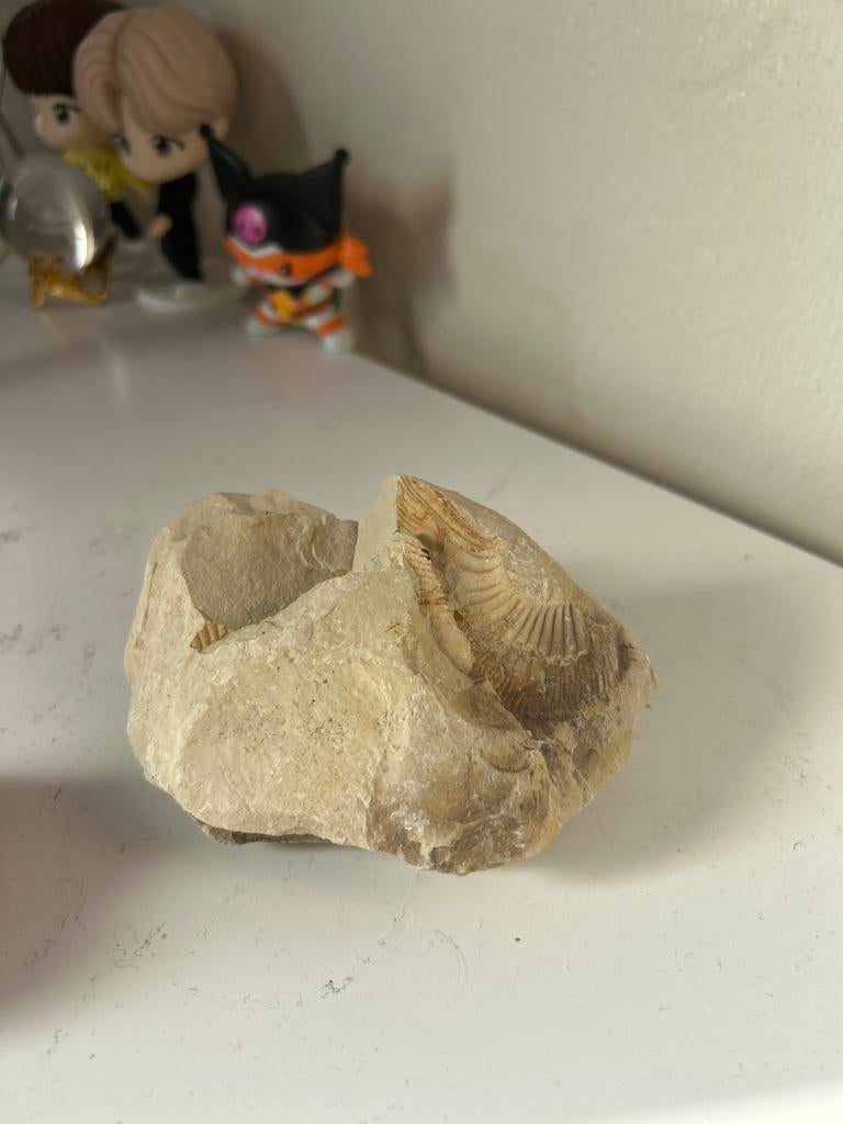 Echt fossiel van een Brachiopode, Verzamelen, Ophalen of Verzenden, Fossiel