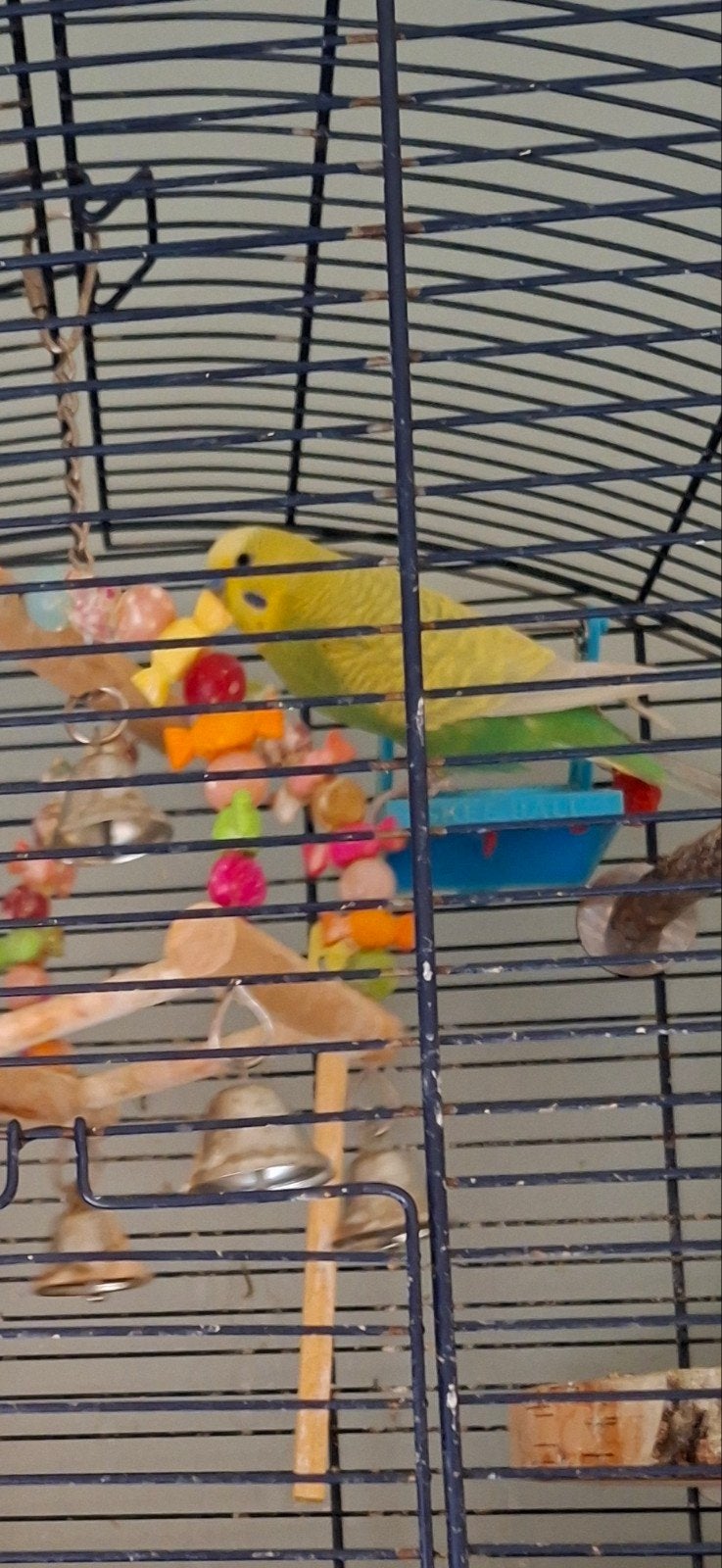 parkietjes met kooi, Mannelijk, Parkiet
