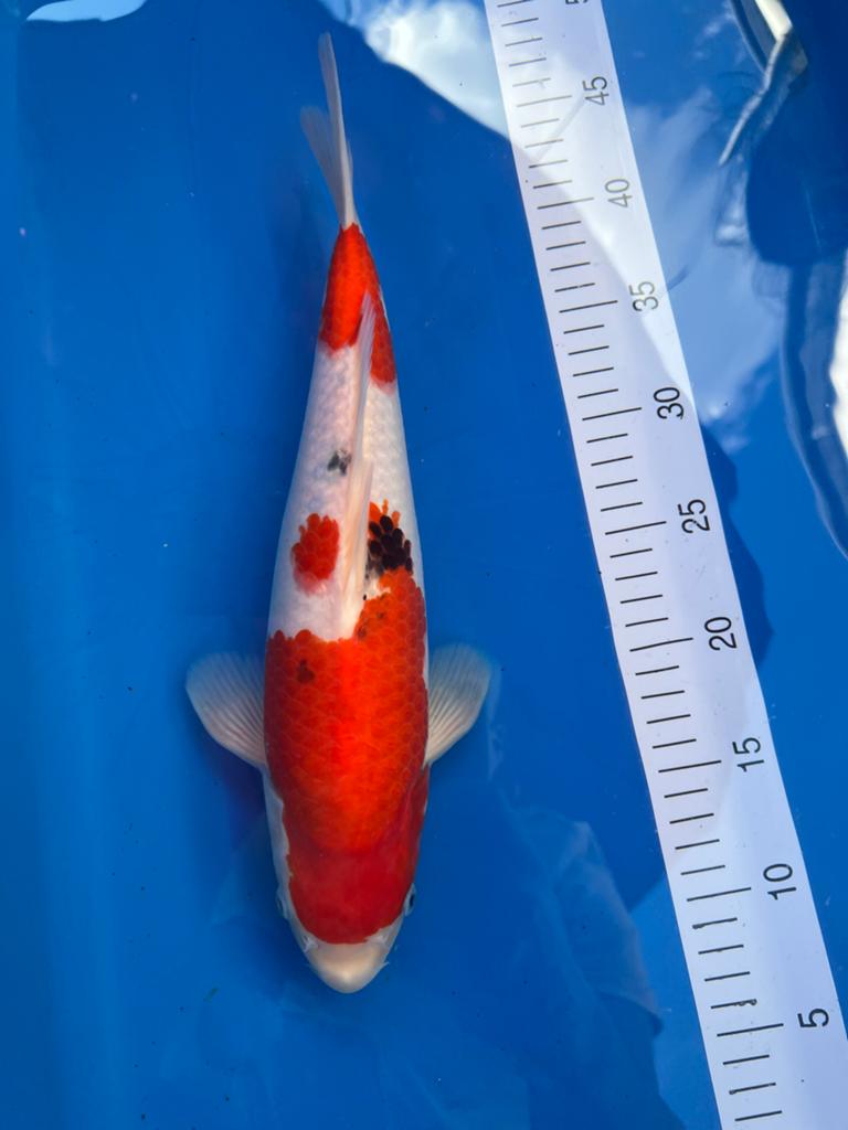 Sanke, Karper of Koi
