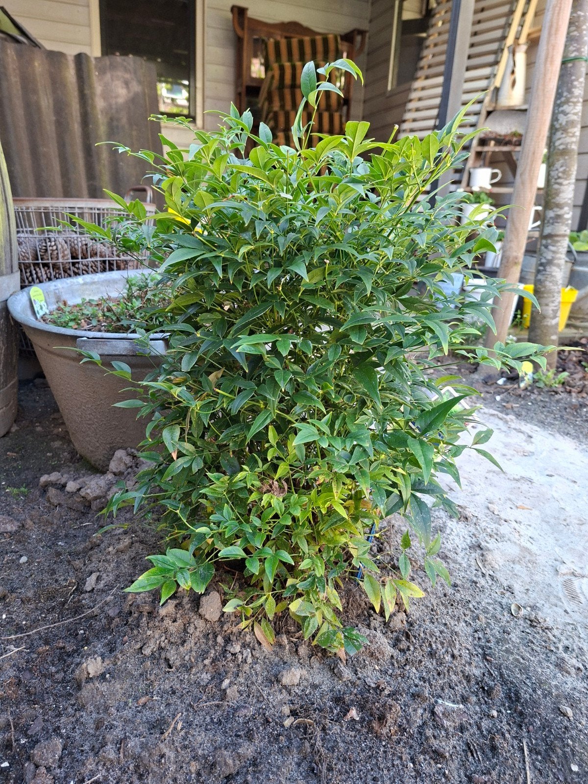 Heester/Schijnbamboe; Nandina Domestica; Lemon & Lime, Ophalen