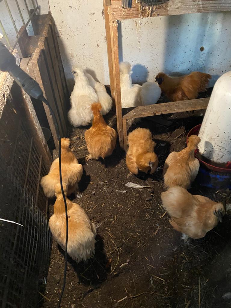 Kuikens zijdehoender, Dieren en Toebehoren, Pluimvee, Kip
