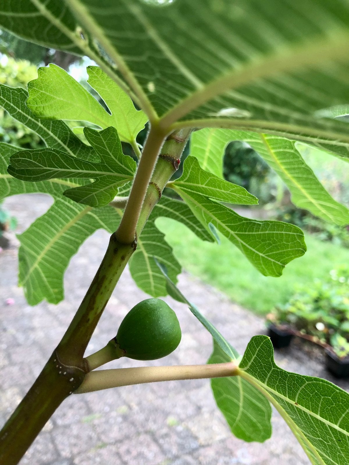Biologische vijg stekken: Ficus carica 'Ronde de Bordeaux', Ophalen, Minder dan 100 cm, Volle zon, In pot