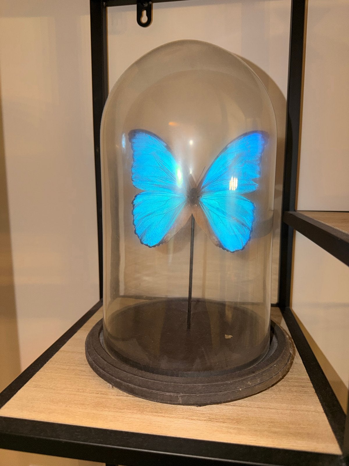 Prachtige blauwe vlinder in glazen stolp, Ophalen, Zo goed als nieuw