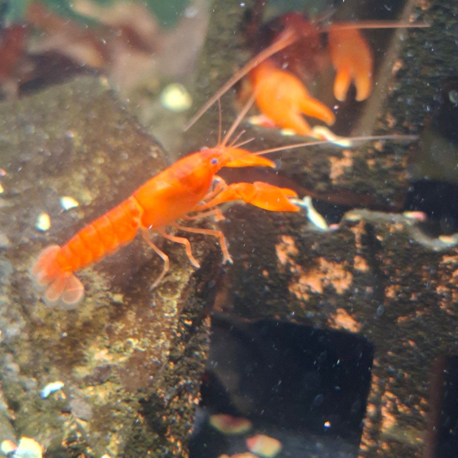 cherax irianto red (eigen kweek!), Dieren en Toebehoren, Vissen | Aquariumvissen, Vis
