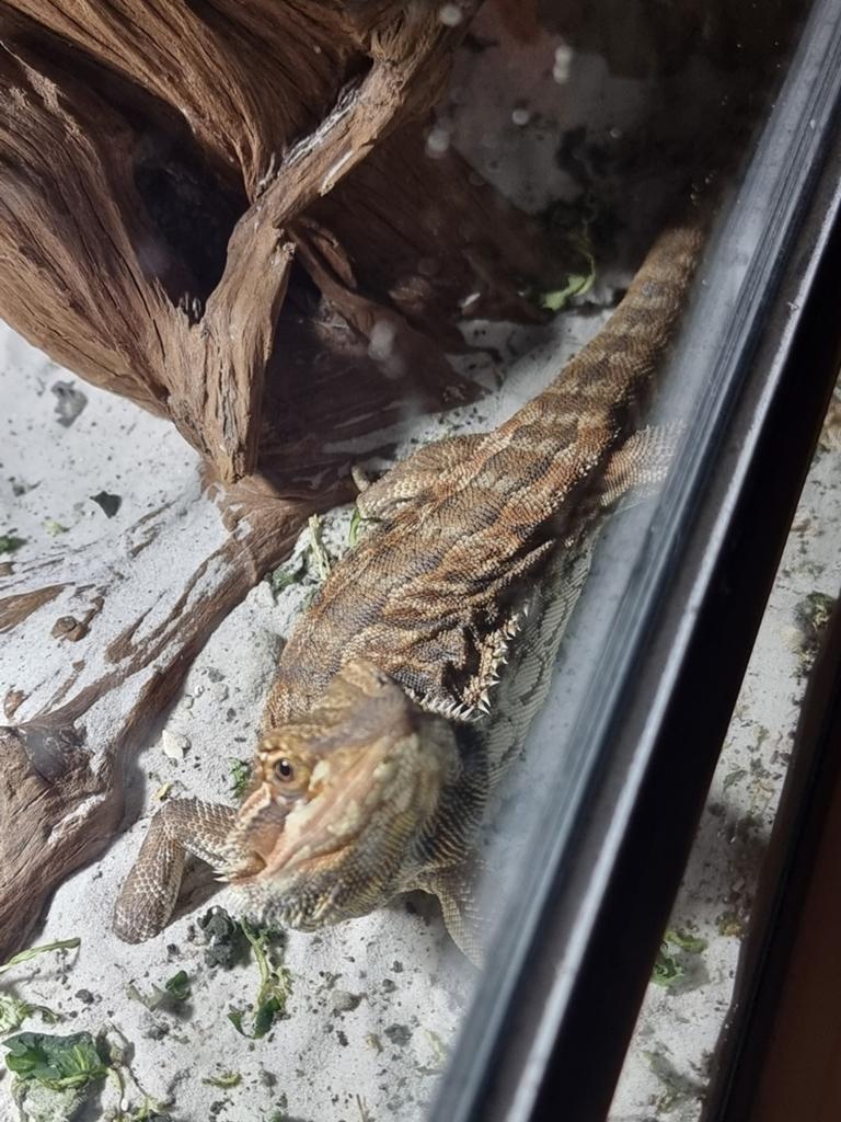 Dwergbaardagamen 3st. M/V, Dieren en Toebehoren, Overige soorten, Met terrarium, 0 tot 2 jaar