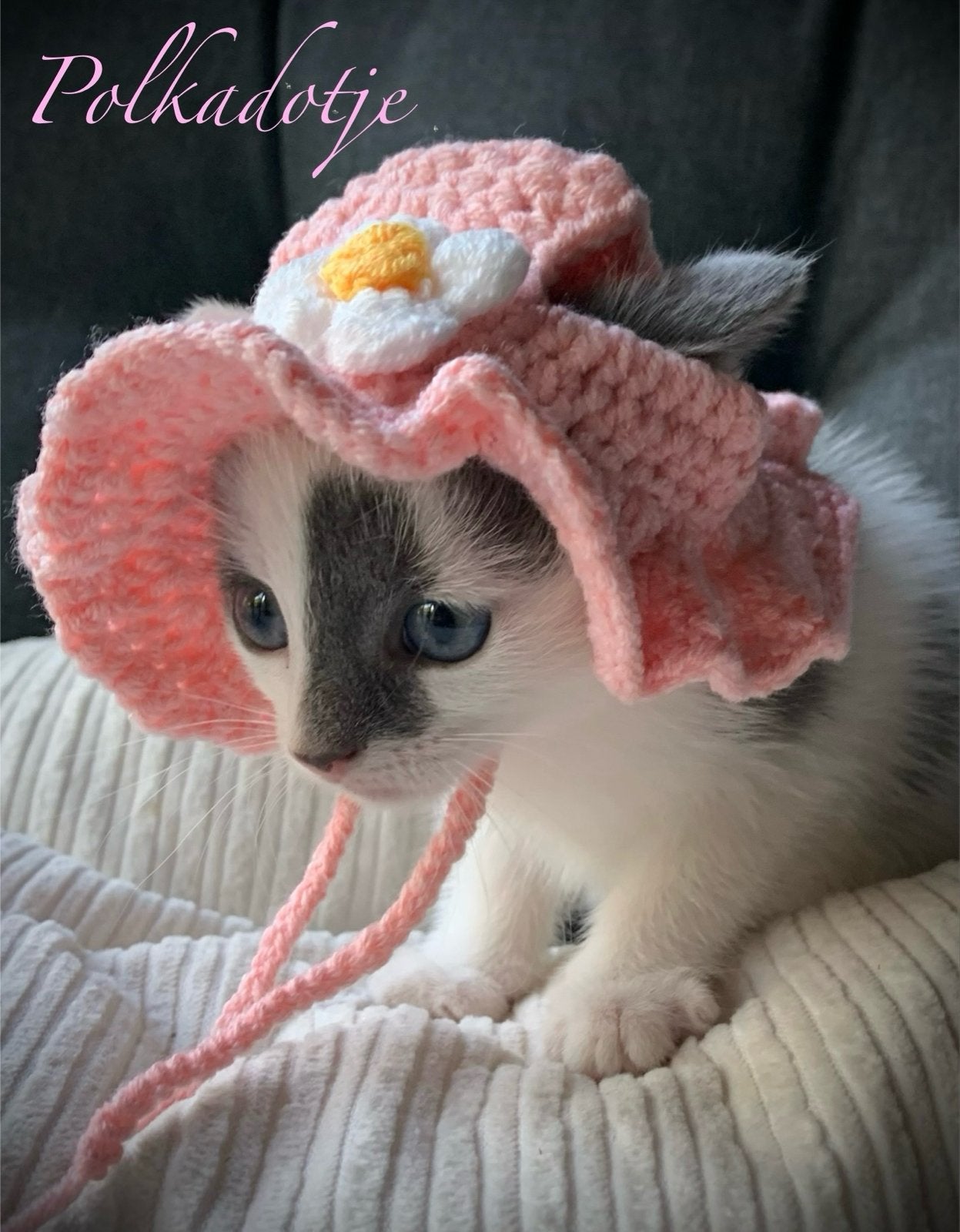X Oosters korthaar kitten poesje, Poes