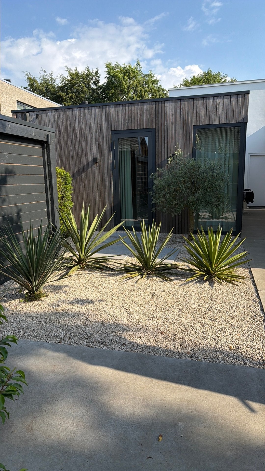 Yucca planten mediteranne, Tuin en Terras, Ophalen of Verzenden, Zo goed als nieuw, Schuur