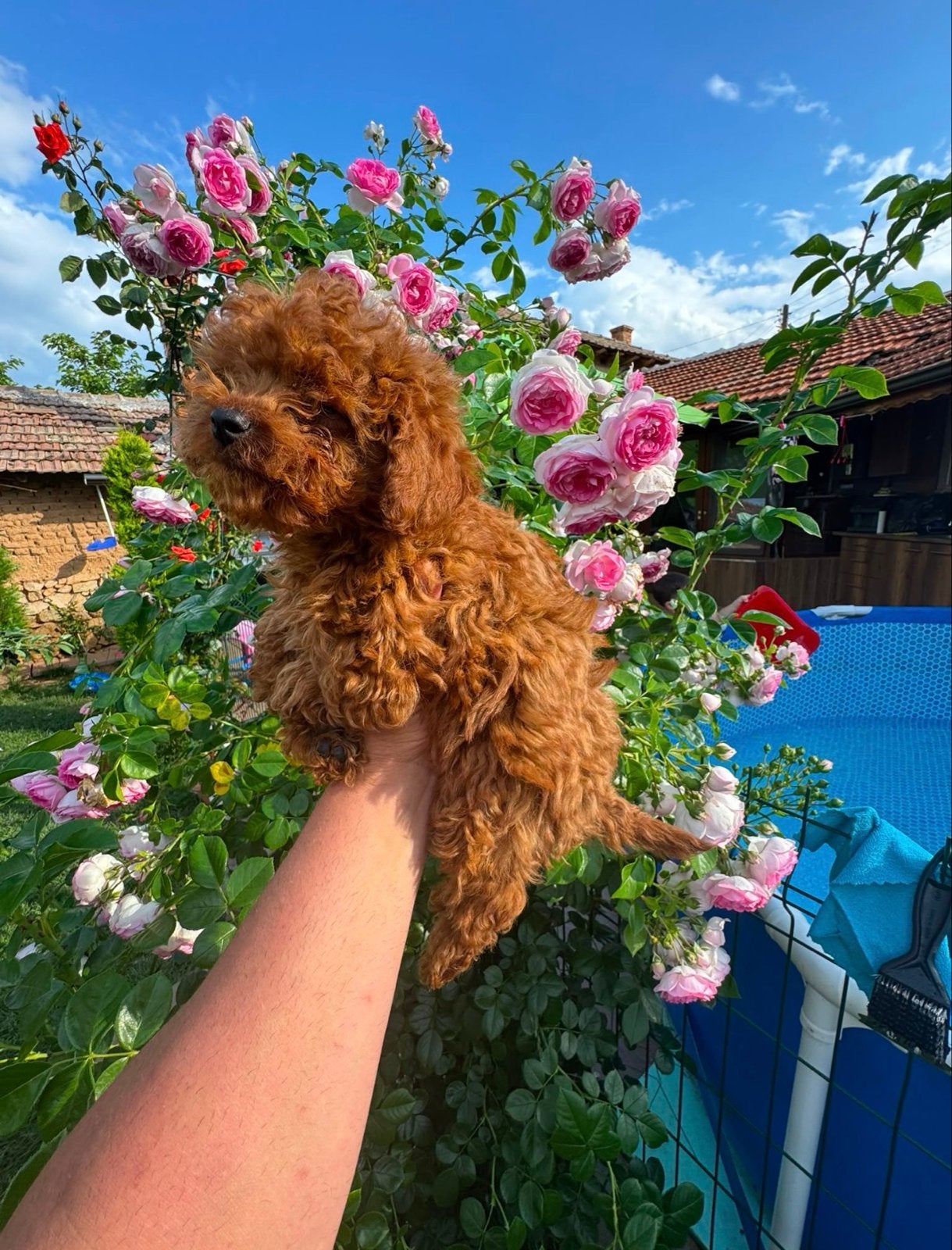Mini poedel, Dieren en Toebehoren, Honden | Niet-rashonden, 15 weken tot 1 jaar, Reu, Parvo, Eén hond