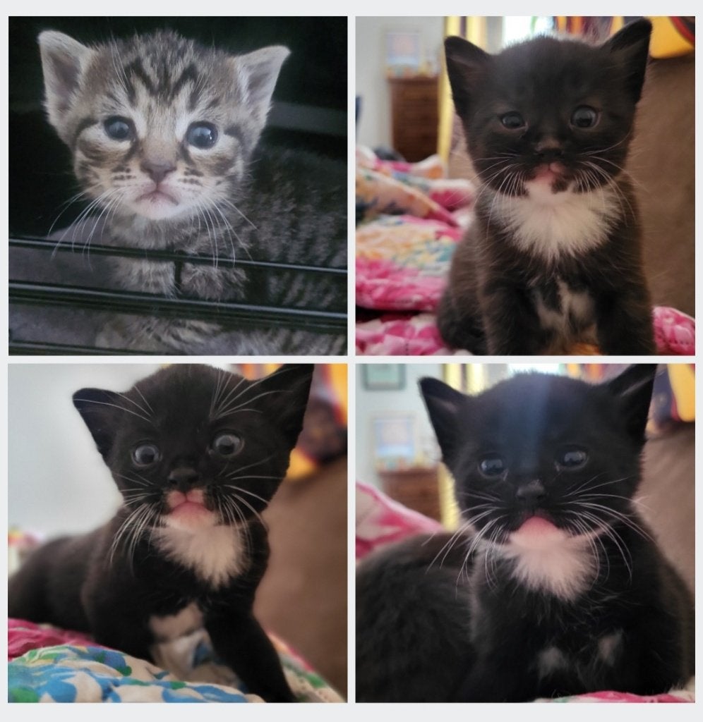 4 lieve kittens, Dieren en Toebehoren, Katten en Kittens | Dekkaters, 0 tot 2 jaar