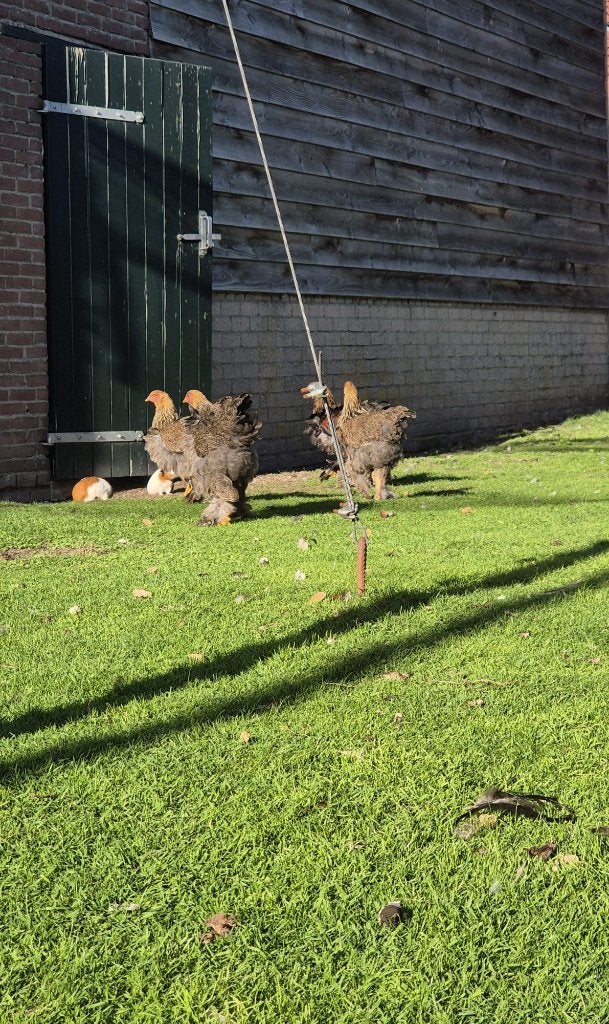 Prachtige Brahma goudpatrijs kippen te koop!, Dieren en Toebehoren, Vrouwelijk, Kip