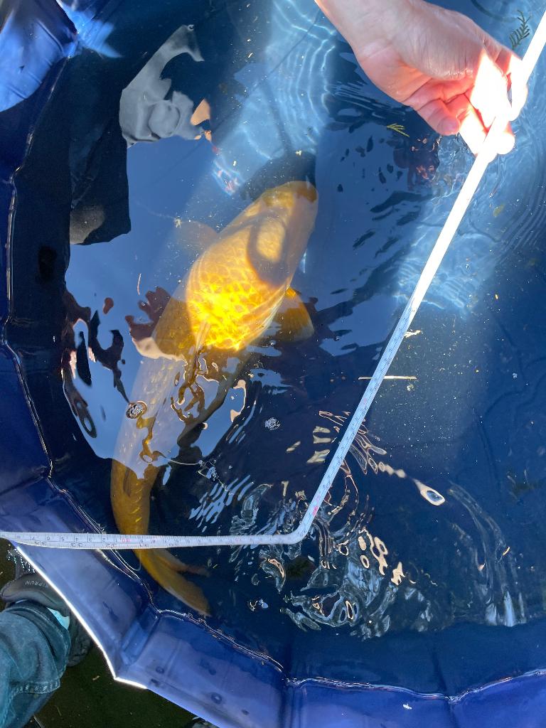 gin rin chagoi Japanse koi, Dieren en Toebehoren, Vissen | Vijvervissen, Karper of Koi