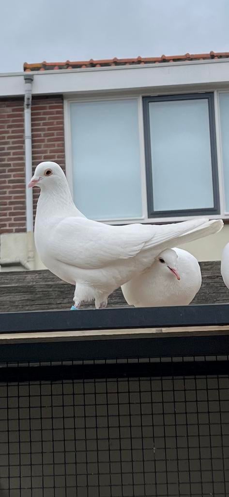 Man witte sierduif is van december 2025, Mannelijk, Overige soorten