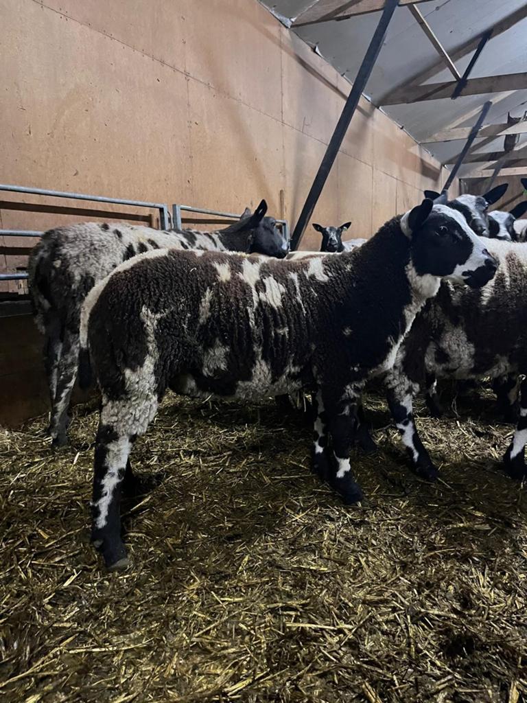 Bonte rammen te koop voor de dekkerij, Dieren en Toebehoren, Schapen, Geiten en Varkens, Mannelijk, Schaap