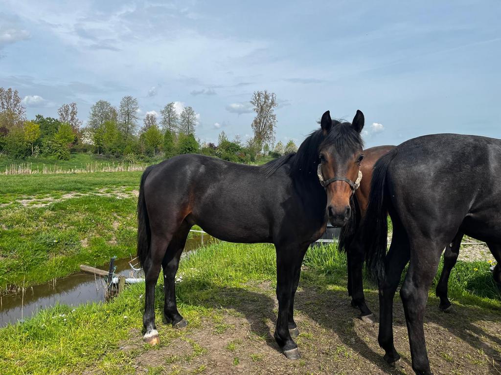 Knappe jaarling hengst te koop, Dieren en Toebehoren, Gechipt, Minder dan 160 cm, Niet van toepassing, 0 tot 2 jaar