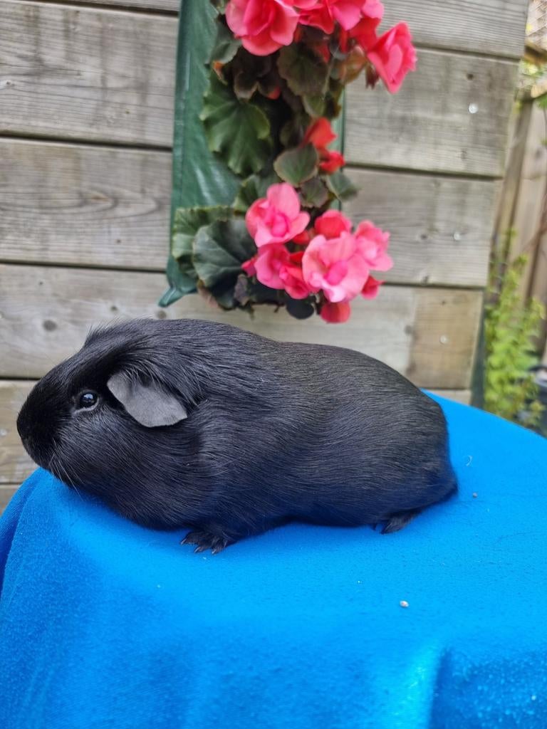 Zwarte cavia beer aangeboden, Juli, Mannelijk, Cavia