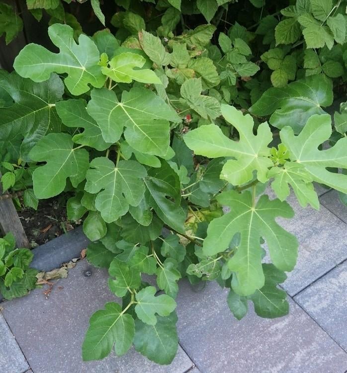 Vijgenboom  , Vijgenstekken, Volle zon, Vaste plant, Ophalen of Verzenden, Fruitplanten