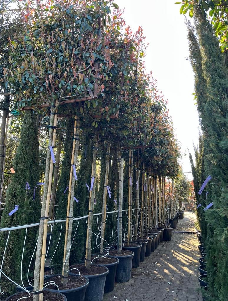 Photinia red robin leibomen | Glansmispel, Ophalen of Verzenden, Lente, Halfschaduw