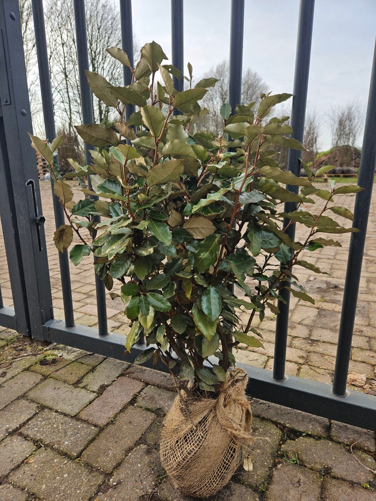 Olijfwilg – Elaeagnus ebbingei, Ophalen of Verzenden, Overige soorten, 100 tot 250 cm