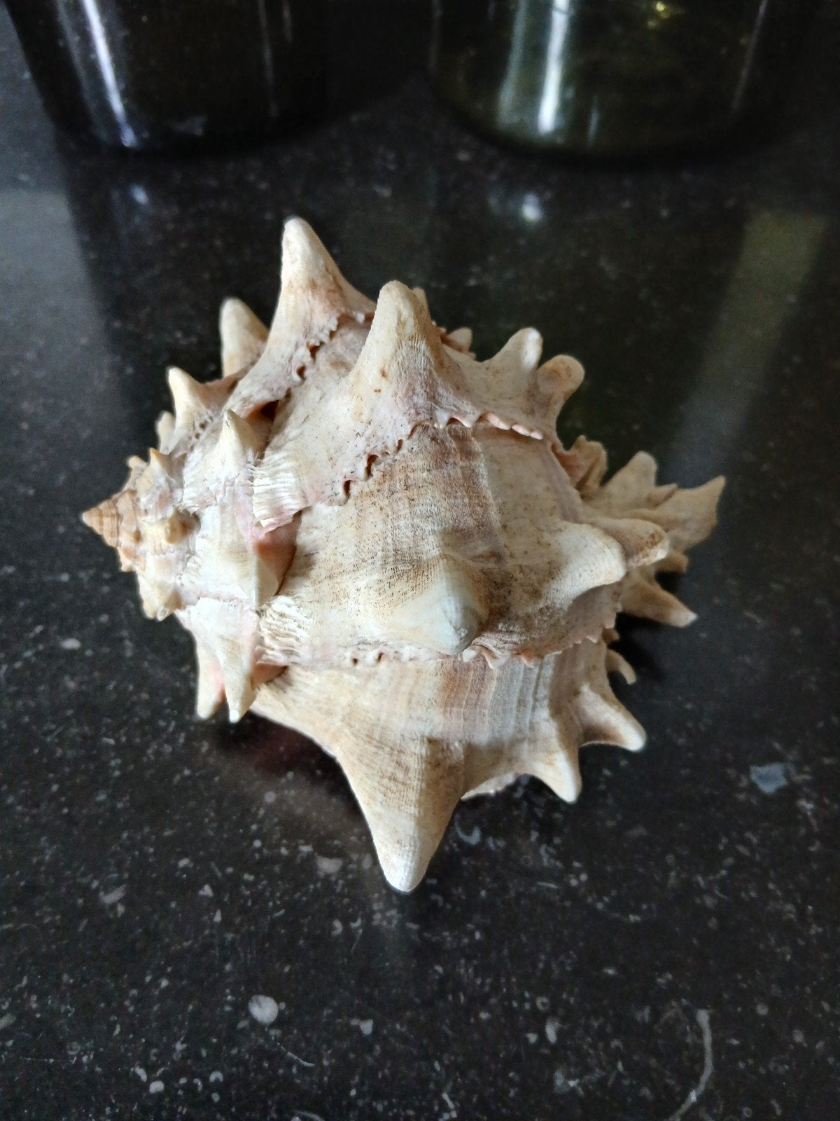 zeer fraaie grote gave schelp, Verzenden, Schelp(en)