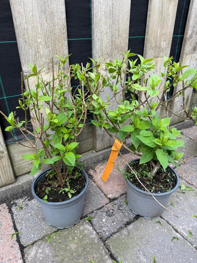 hydrangea paniculata limelight, Ophalen of Verzenden, Zomer, Overige soorten, Volle zon