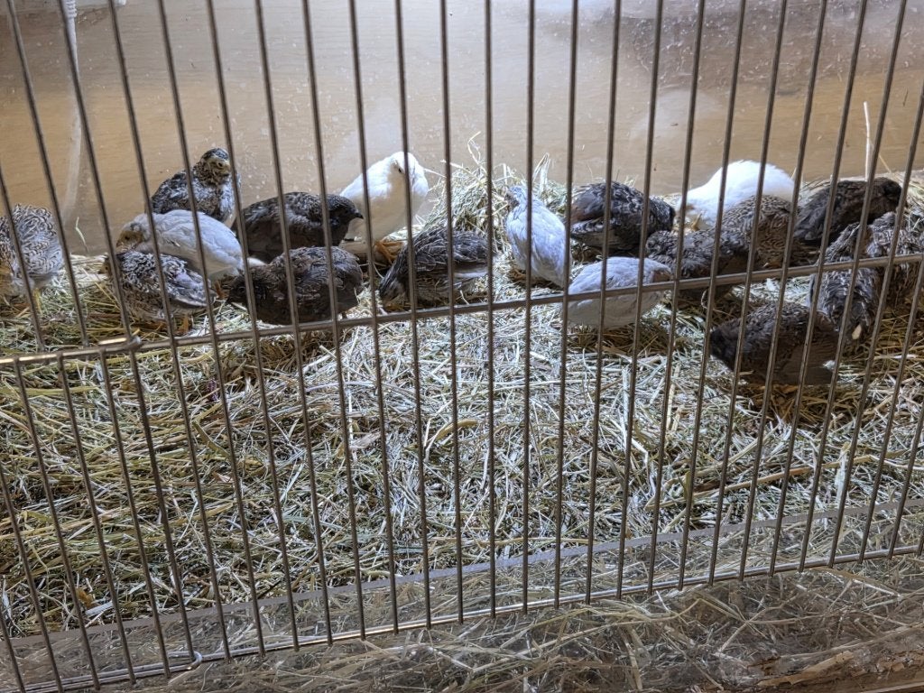 Chinese Dwergkwartels, Dieren en Toebehoren, Meerdere dieren, Tropenvogel