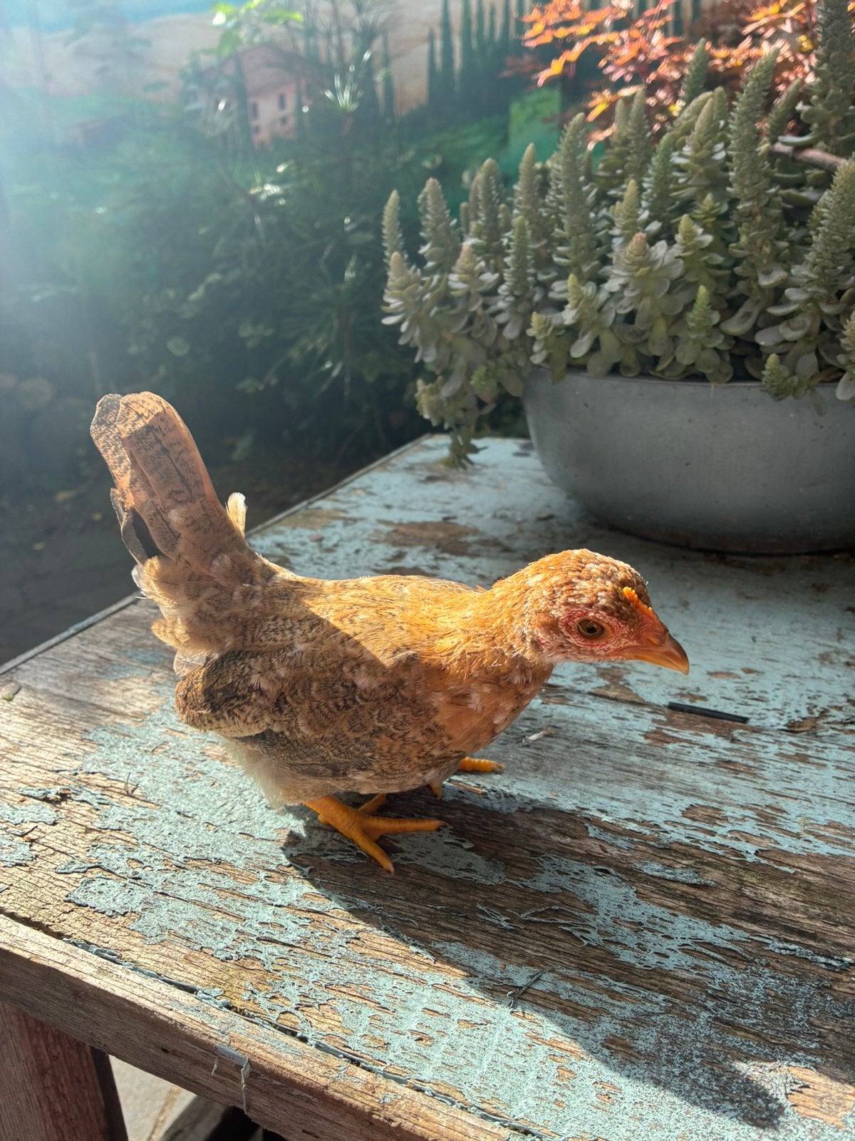 Serama hennetjes, Dieren en Toebehoren, Vrouwelijk, Kip