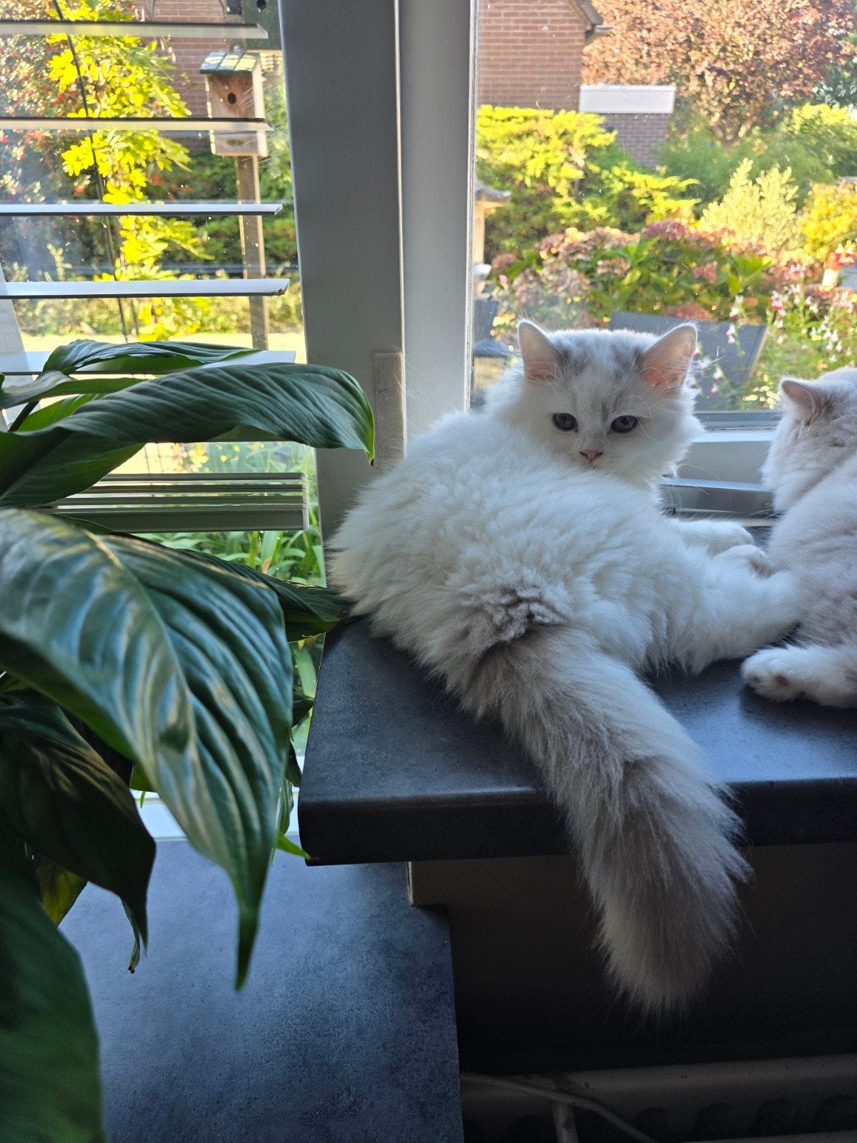 mooie sociale brits langhaar kittens., Dieren en Toebehoren