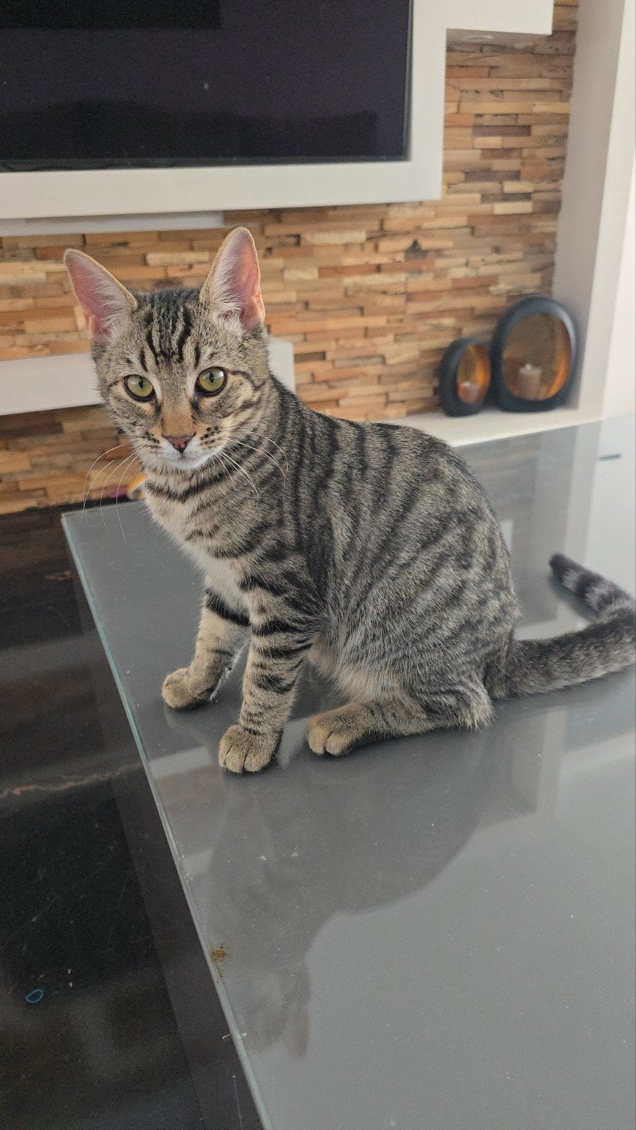 Lieve kittens zoeken een gouden mandje!, Meerdere dieren, Kortharig, 0 tot 2 jaar
