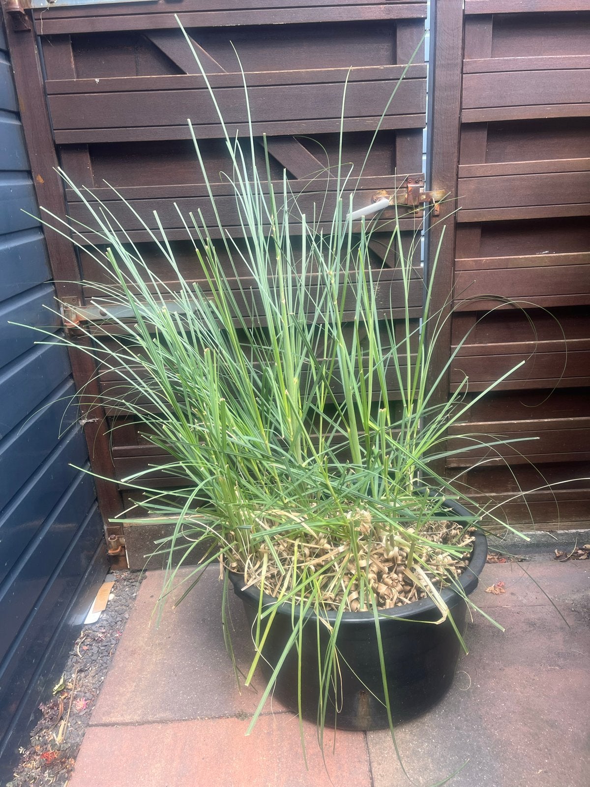 Grote pampas siergras in pot, Tuin en Terras, Ophalen, Volle zon, Vaste plant, Siergrassen