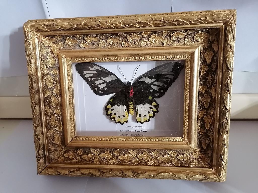 Taxidermy, Verzamelen, Verzenden, Nieuw, Insect, Opgezet dier