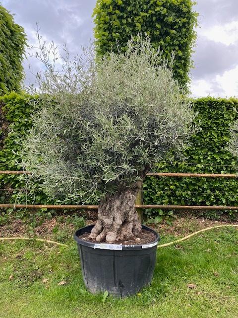 Olijfboom winterhard / Nieuwe aanvoer NR BA27, 100 tot 250 cm, Olijfboom, Zomer, Ophalen