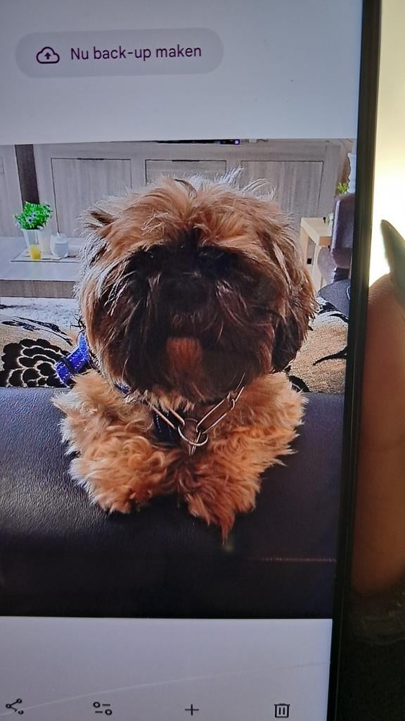 Wegens omstandigheden een nieuw baasje gezocht, 6 jaar of ouder, Teef, Eén hond, Nederland