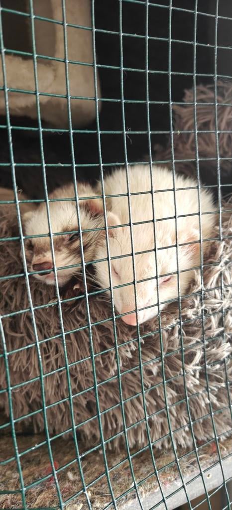 2 zusjes te koop fretten moertjes, Vrouwelijk, Overige soorten
