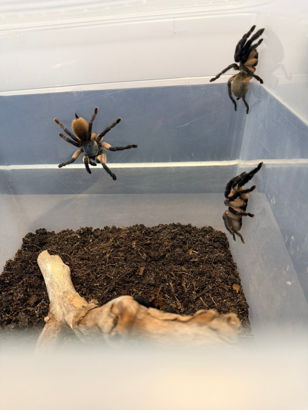 Monocentropus balfouri, Dieren en Toebehoren, Spin of Schorpioen