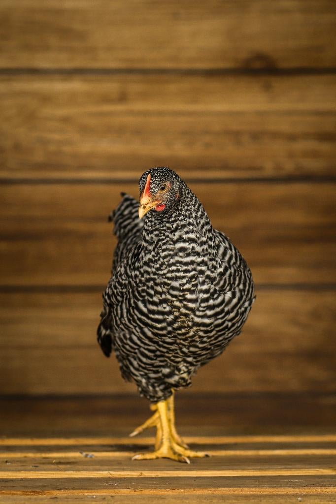 Amrock groot | Gezonde kippen | Passend advies, Dieren en Toebehoren, Vrouwelijk, Kip