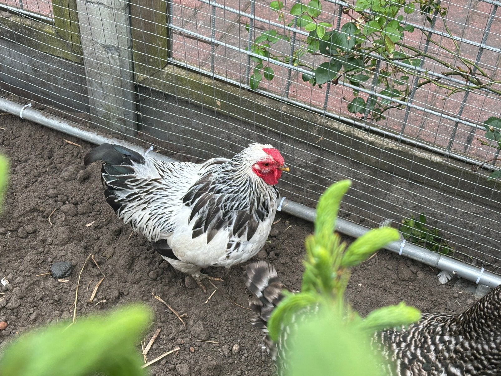 Haan Wyandotte Columbia kriel wit, Dieren en Toebehoren, Pluimvee, Mannelijk, Kip