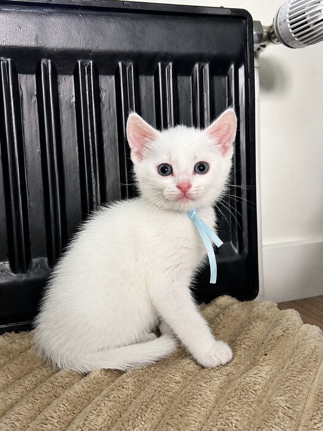Kruising ragdoll turkse angora kittens, Dieren en Toebehoren, Meerdere dieren