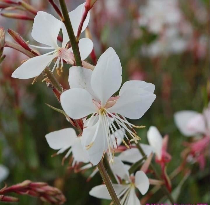 Zaden Prachtkaars - Gaura (Oenothera) Lindheimeri,, Tuin en Terras, Verzenden, Voorjaar, Volle zon, Zaad