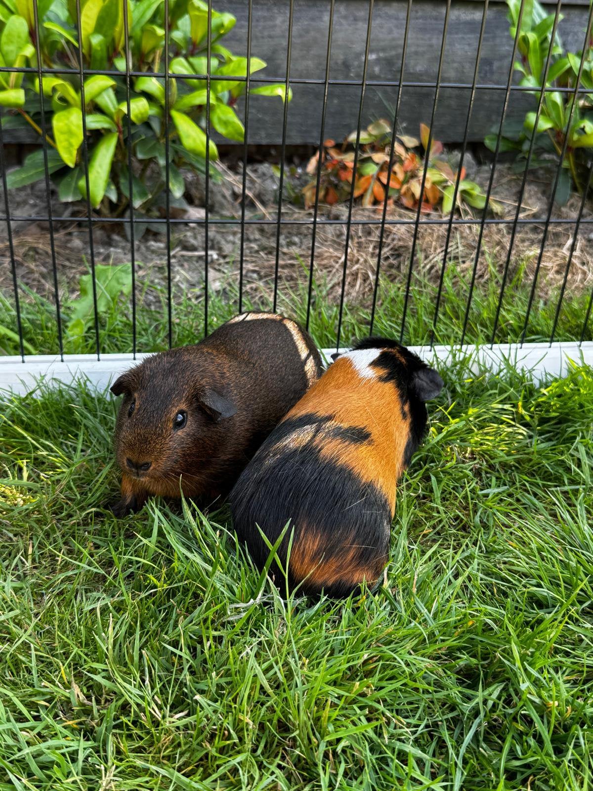 Jonge cavia zeugjes te koop, Dieren en Toebehoren, Knaagdieren, Cavia, Vrouwelijk, Mei, Tam