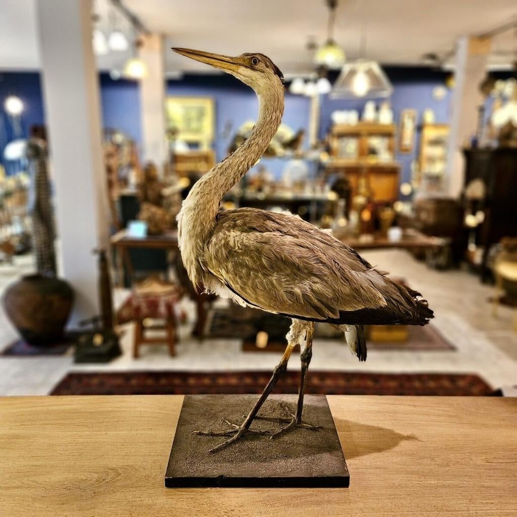 Zilverreiger op sokkel - natuurgetrouw geprepareerd, Ophalen, Opgezet dier