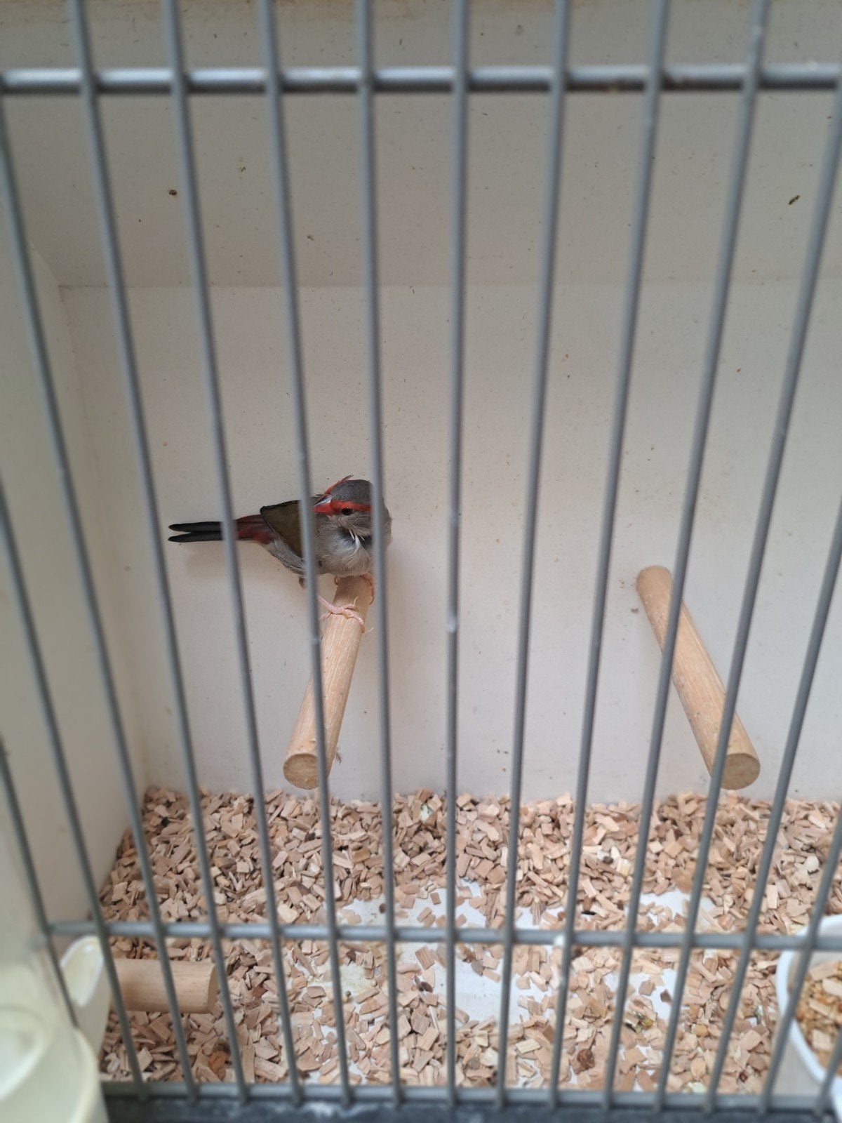 Dornastrilde pop, Vrouwelijk, Tropenvogel, Geringd
