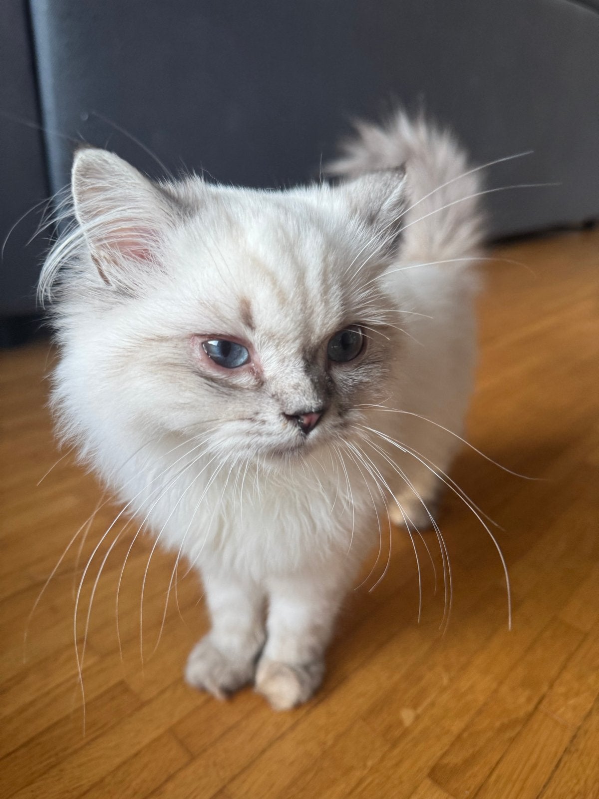 Britse korthaar x ragdoll mix kitten te koop (Mortsel BE), Kater, Ontwormd, 0 tot 2 jaar