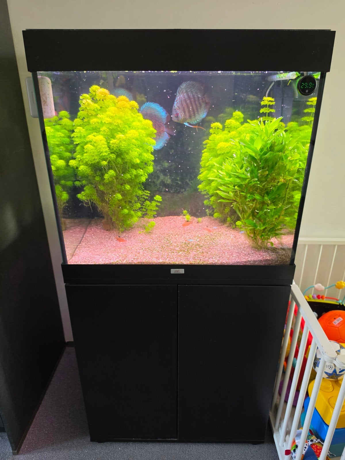 juwel lido 200 aquarium ! compleet met discus vissen en smar, Dieren en Toebehoren, Vissen | Aquaria en Toebehoren, Ophalen, Gebruikt