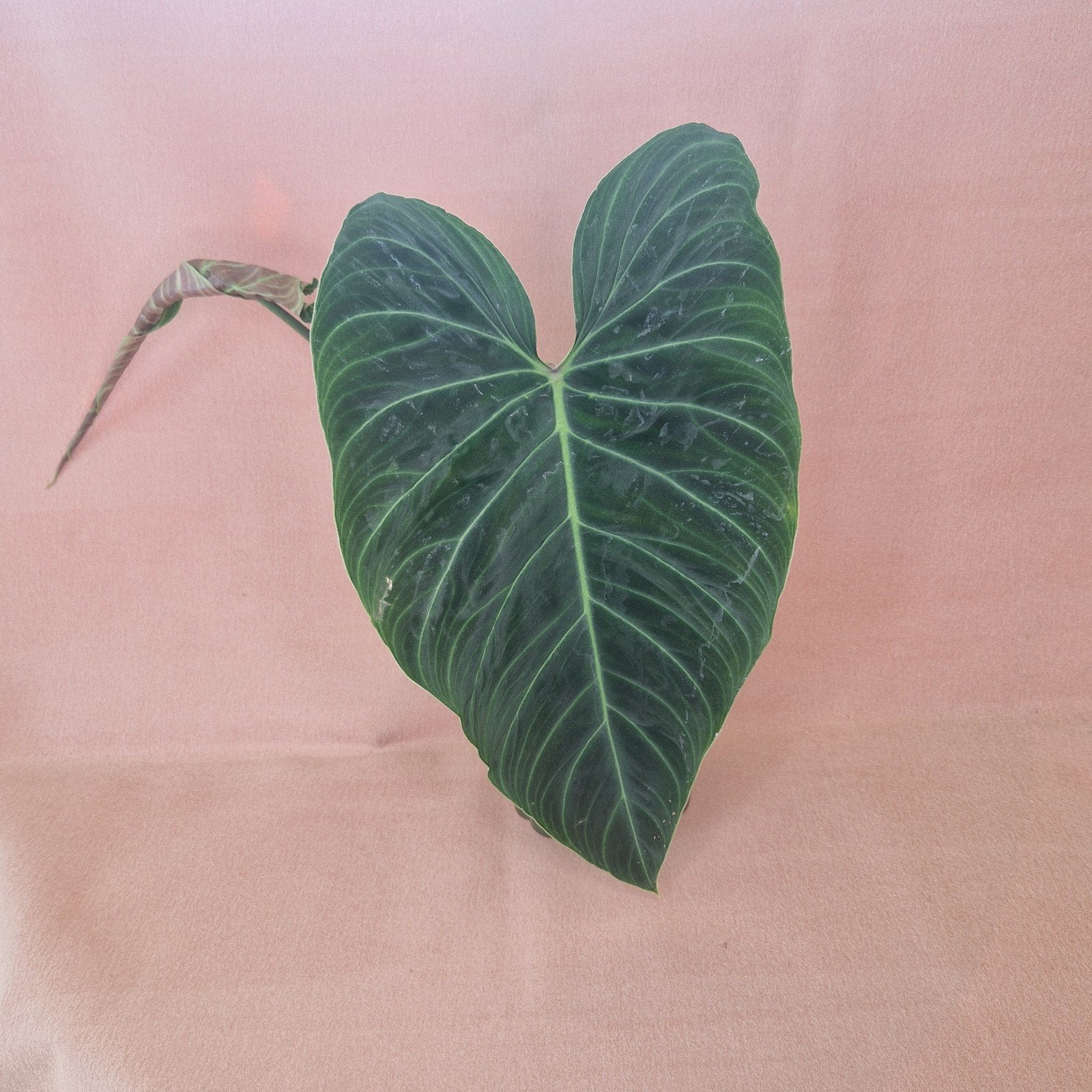 Philodendron Splendid 1, Verzenden, Overige soorten, Halfschaduw, Minder dan 100 cm