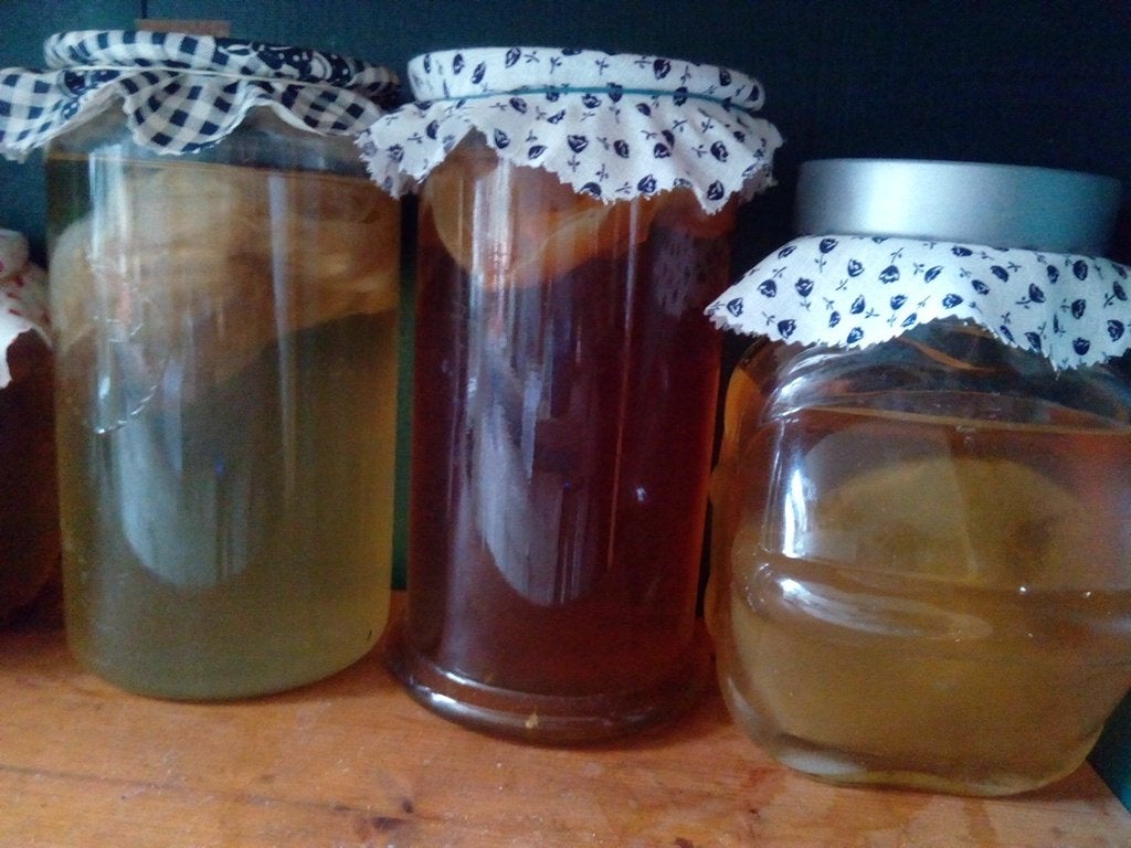 Kombucha scoby en starter om zelf komboecha te maken, Ophalen