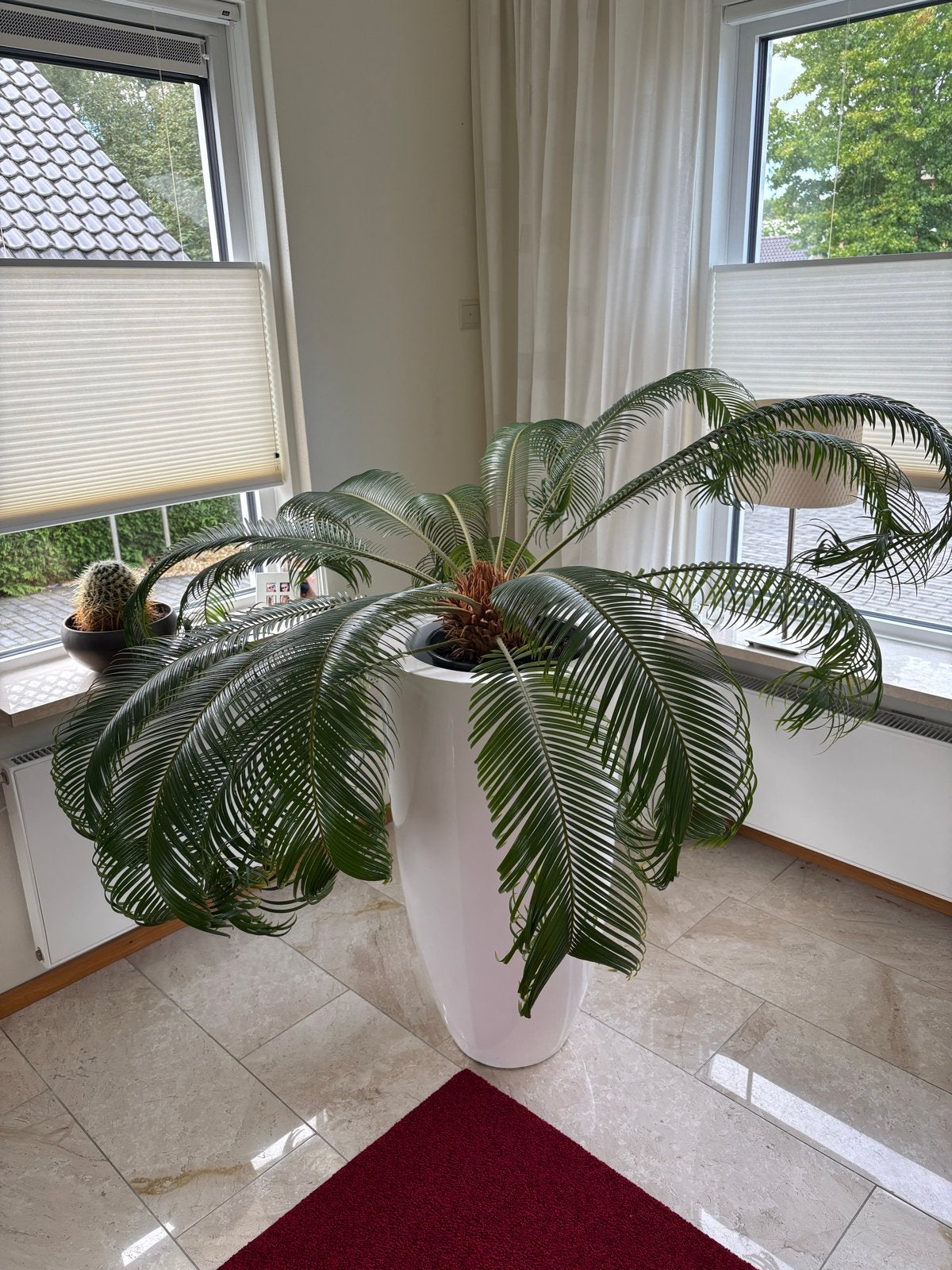 Prachtige grote palm - Sieraad voor hal of woonkamer, Ophalen, Overige soorten, Struik, 100 tot 250 cm