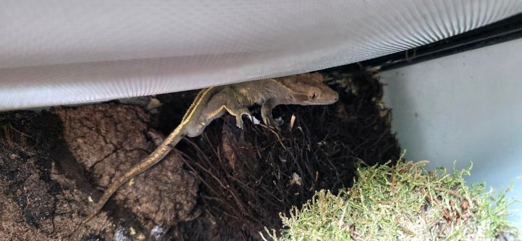 Wimpergekko met exo terra terrarium, Dieren en Toebehoren, Reptielen en Amfibieën | Toebehoren, Ophalen, Zo goed als nieuw, Terrarium of Paludarium