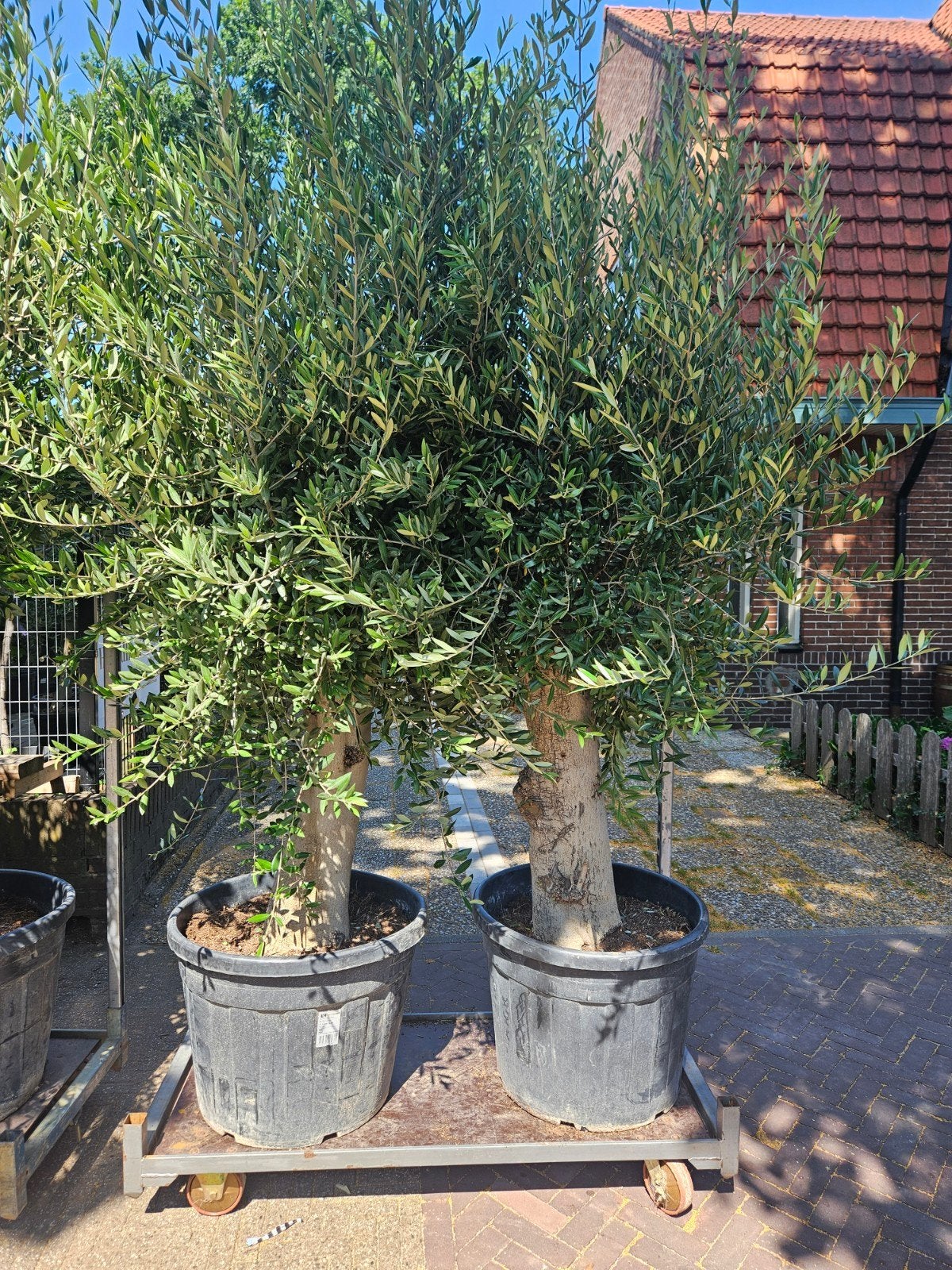 Olijfbomen, Palmbomen, Vijgen - Gratis bezorgd Hilversum, Tuin en Terras, Planten | Bomen, Volle zon, Ophalen of Verzenden, 100 tot 250 cm