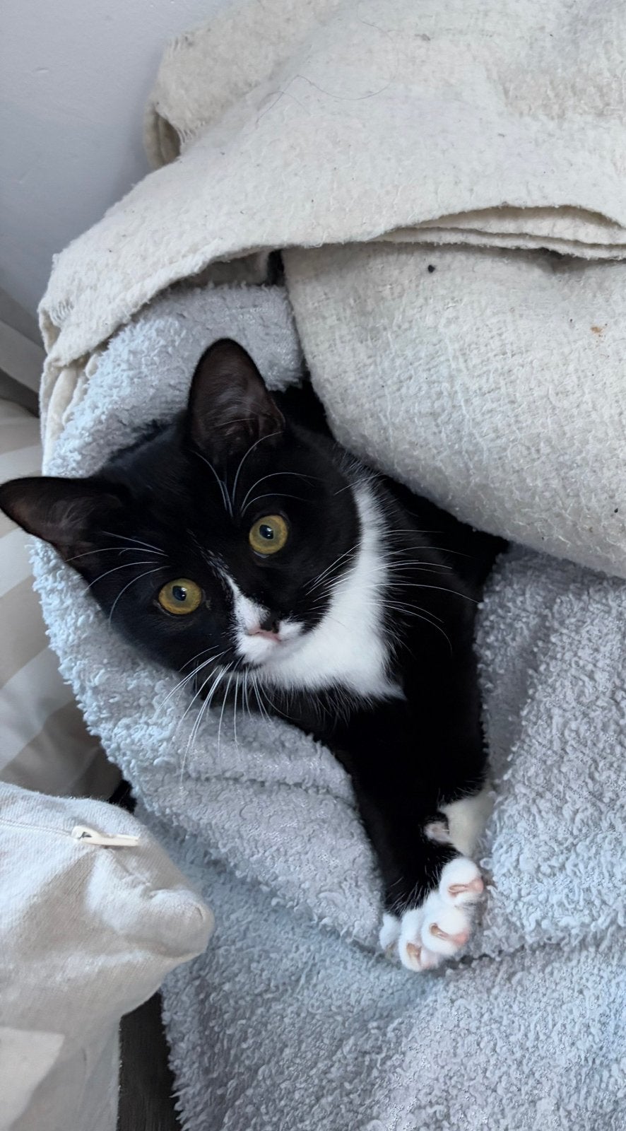Pip de poes, Dieren en Toebehoren, Poes