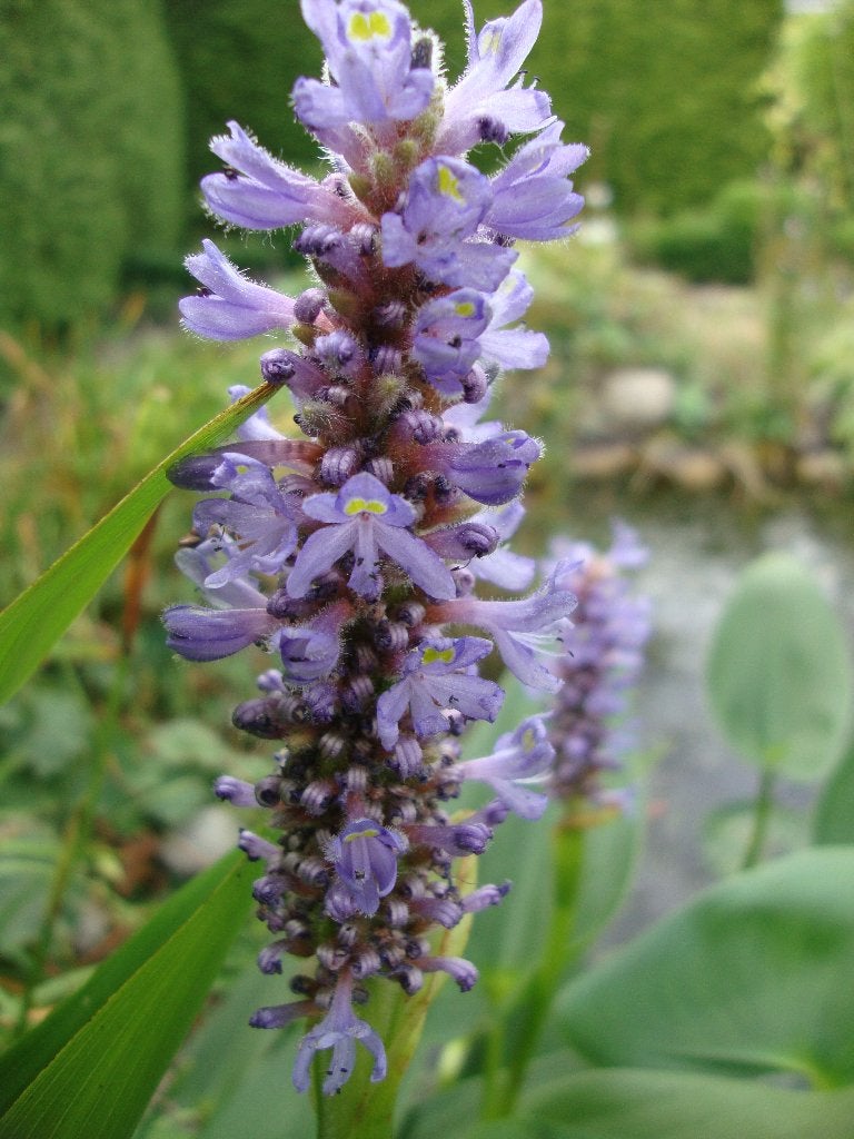 BIOLOGISCH Zaad DROPPLANT Agastache foeniculum 'Blue Fortune, Ophalen of Verzenden, Gehele jaar, Volle zon, Zaad